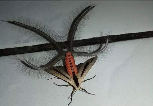 世界上十大最吓人的昆虫,自然界中10种长相超恐怖的昆虫