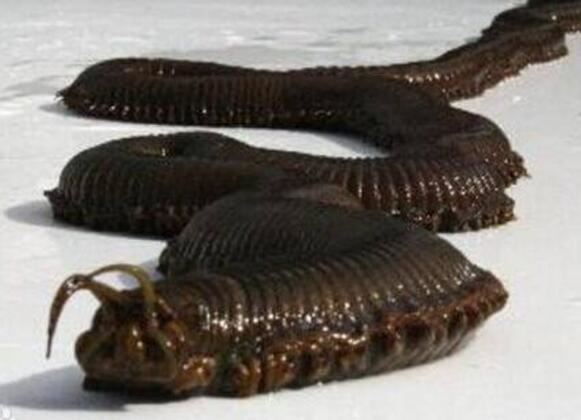 世界上十大最吓人的昆虫，自然界中10种长相超恐怖的昆虫