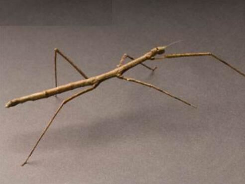 世界上十大最吓人的昆虫，自然界中10种长相超恐怖的昆虫