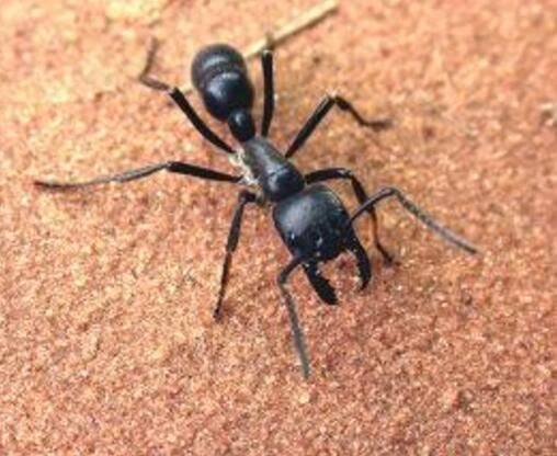 世界上十大最吓人的昆虫，自然界中10种长相超恐怖的昆虫