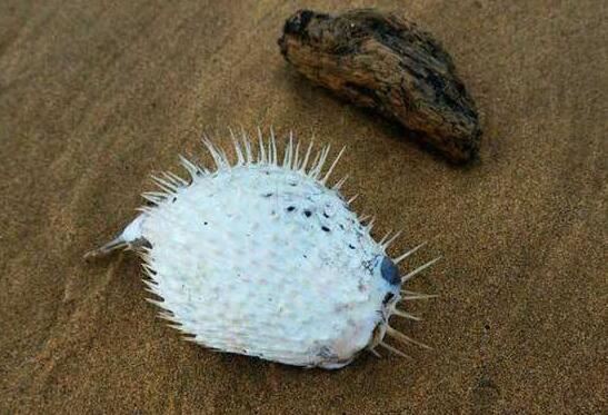 河豚之死文言文翻译，日本人为什么喜欢吃河豚