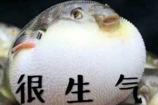 河豚之死文言文翻译，日本人为什么喜欢吃河豚