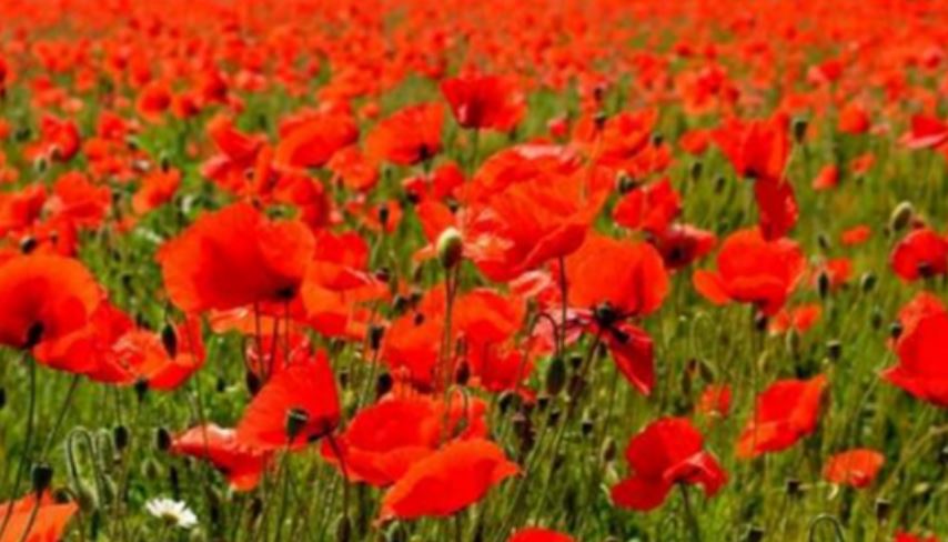 世界十大恶魔之花，妖艳致命的美丽（华美无比）