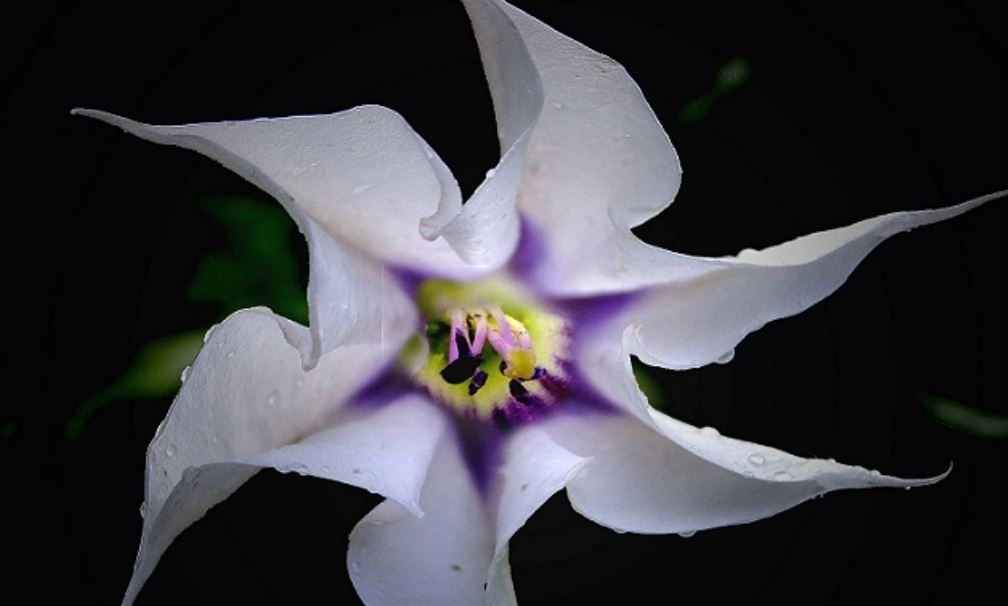 世界十大恶魔之花，妖艳致命的美丽（华美无比）