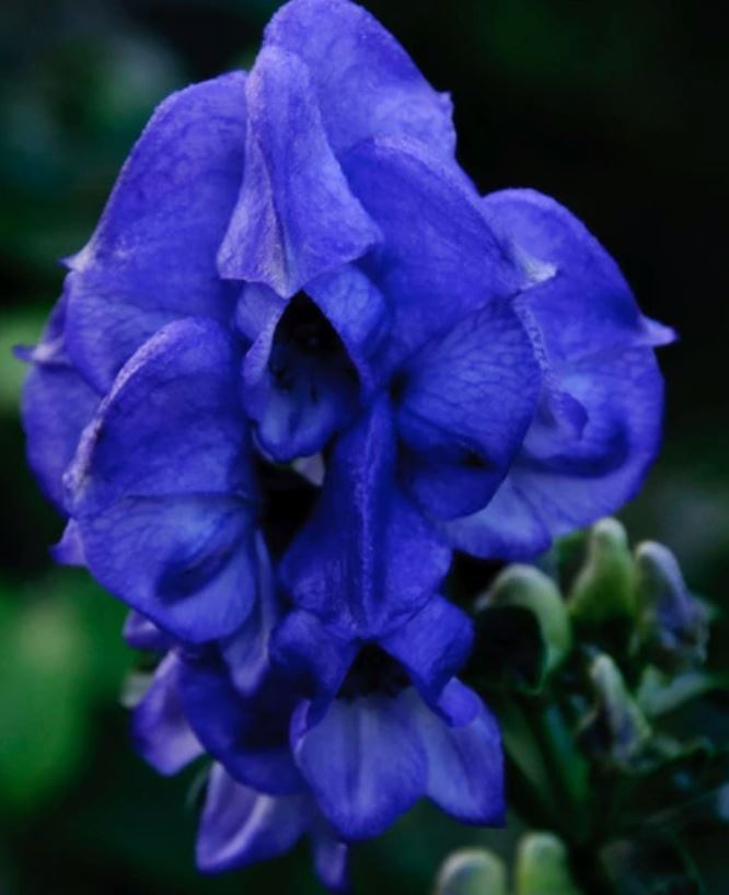 世界十大恶魔之花，妖艳致命的美丽（华美无比）