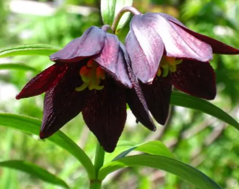 世界十大恶魔之花，妖艳致命的美丽（华美无比）