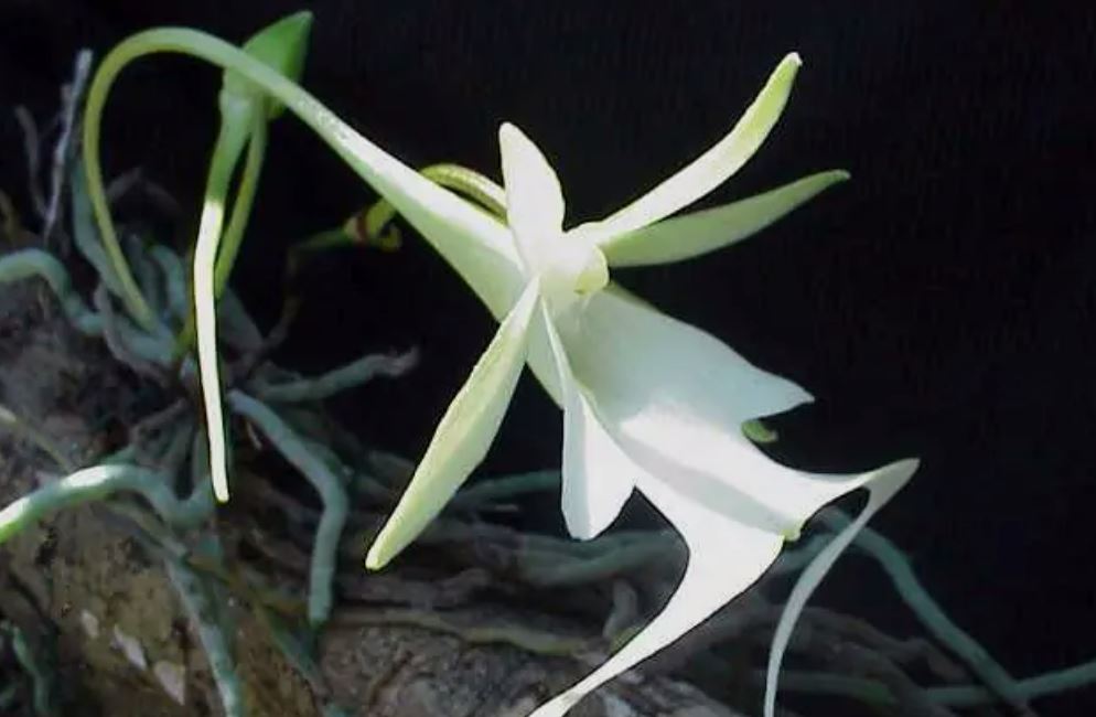 世界十大恶魔之花，妖艳致命的美丽（华美无比）