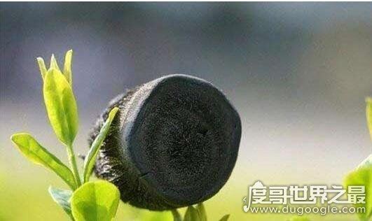 世界上最轻材料，全碳气凝胶密度仅是空气的六分之一