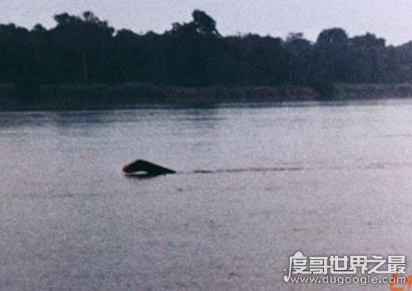 刚果恐龙魔克拉姆边贝，世界上仅存的一只史前“恐龙”