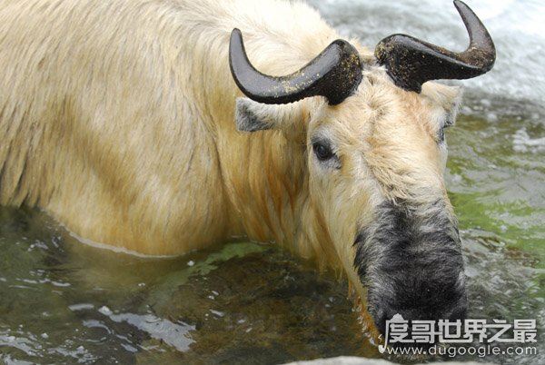 六不像是什么动物,我国独有的神兽扭角羚(几乎见不到)