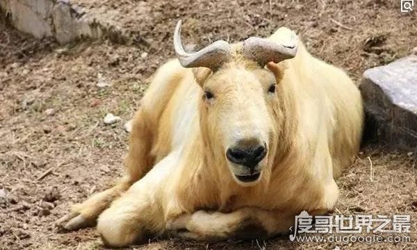 六不像是什么动物，我国独有的神兽扭角羚(几乎见不到)