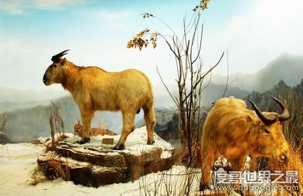 六不像是什么动物，我国独有的神兽扭角羚(几乎见不到)