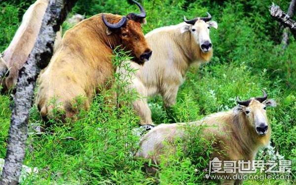 六不像是什么动物，我国独有的神兽扭角羚(几乎见不到)