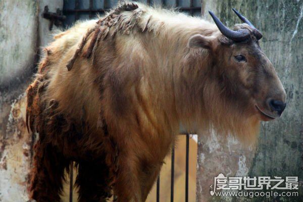 六不像是什么动物，我国独有的神兽扭角羚(几乎见不到)