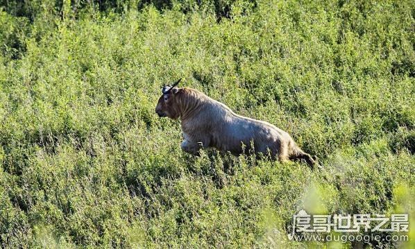 六不像是什么动物，我国独有的神兽扭角羚(几乎见不到)