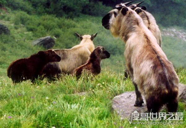 六不像是什么动物，我国独有的神兽扭角羚(几乎见不到)