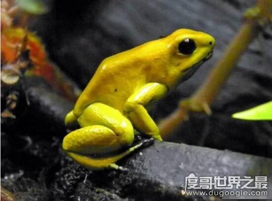 世界十大最毒物质，化学武器vx神经毒气最毒(却用来美容)