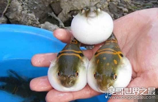 世界十大最毒物质，化学武器vx神经毒气最毒(却用来美容)