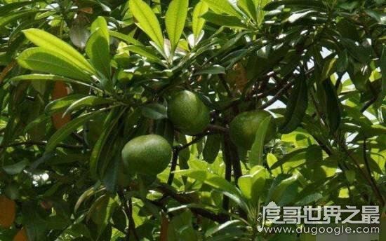 世界十大最毒物质，化学武器vx神经毒气最毒(却用来美容)