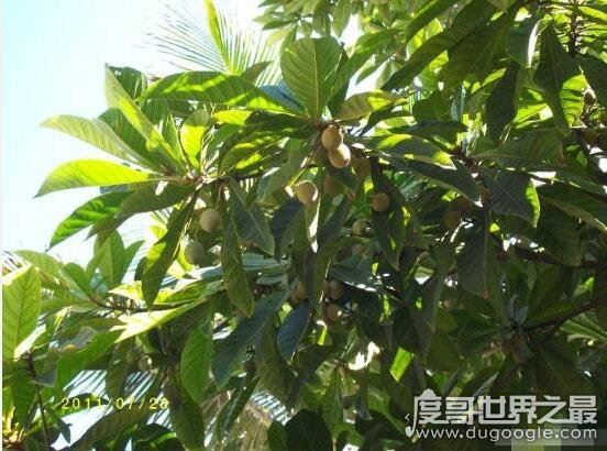 世界十大最毒物质，化学武器vx神经毒气最毒(却用来美容)