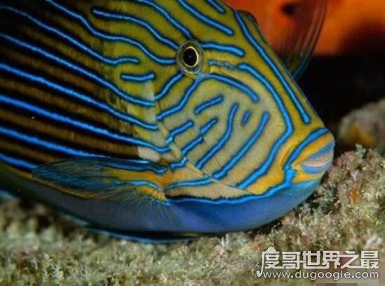 世界十大最毒物质，化学武器vx神经毒气最毒(却用来美容)