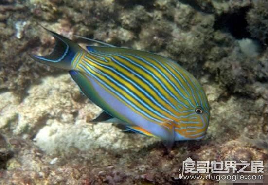 世界十大最毒物质，化学武器vx神经毒气最毒(却用来美容)