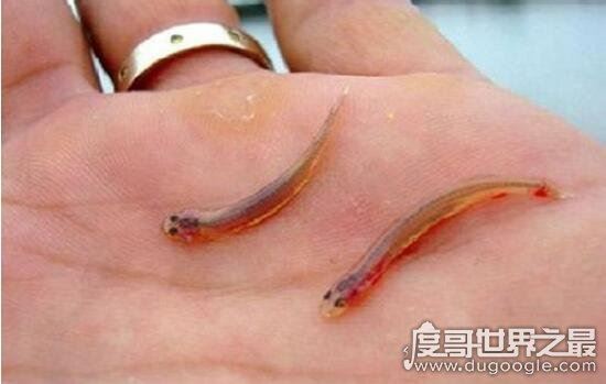 全球十大吸血动物,吸血鱼竟能钻进男人的尿道