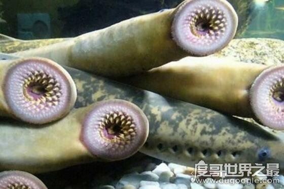 全球十大吸血动物，吸血鱼竟能钻进男人的尿道