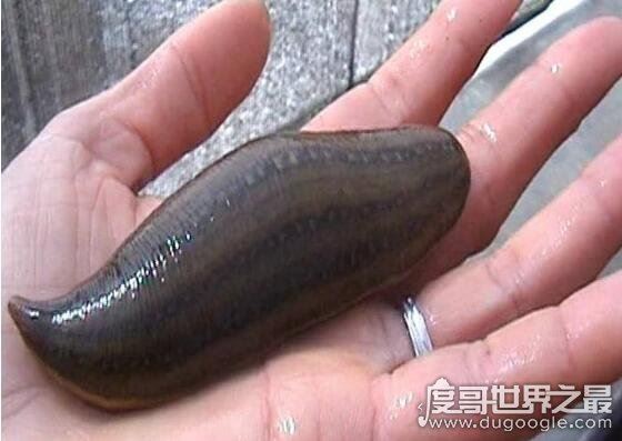 全球十大吸血动物,吸血鱼竟能钻进男人的尿道