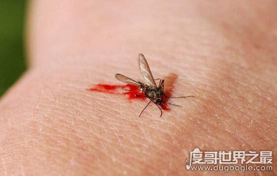 全球十大吸血动物，吸血鱼竟能钻进男人的尿道