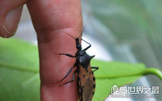 全球十大吸血动物,吸血鱼竟能钻进男人的尿道