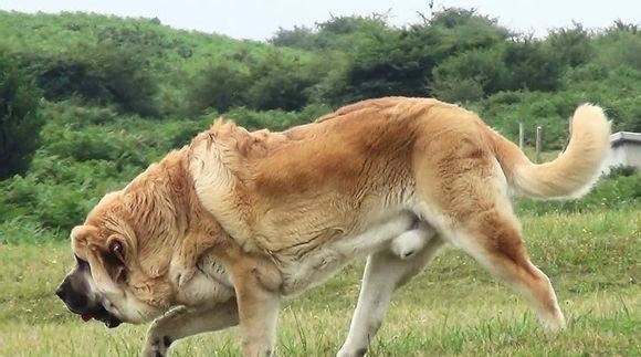 世界大型犬排名,最高可达到一米第二名进入禁养名单