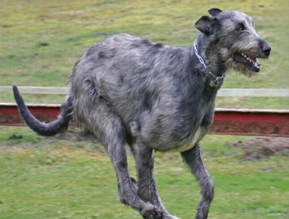 世界大型犬排名,最高可达到一米第二名进入禁养名单
