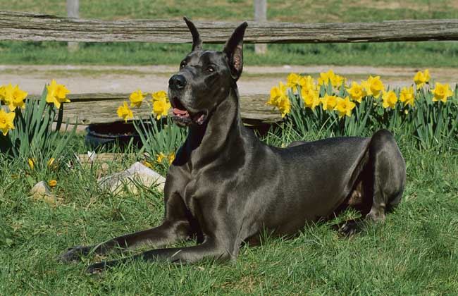 世界大型犬排名，最高可达到一米第二名进入禁养名单