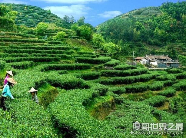 铁观音属于什么茶系,其实并不是绿茶(而是乌龙茶)