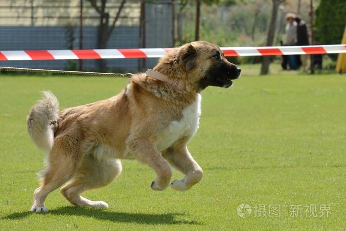 世界大型犬排名，最高可达到一米第二名进入禁养名单