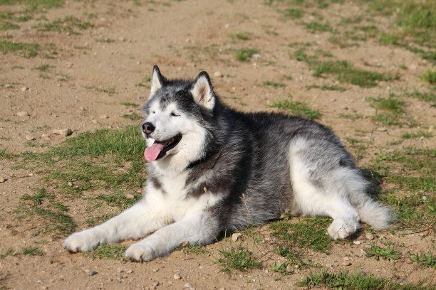 世界大型犬排名,最高可达到一米第二名进入禁养名单