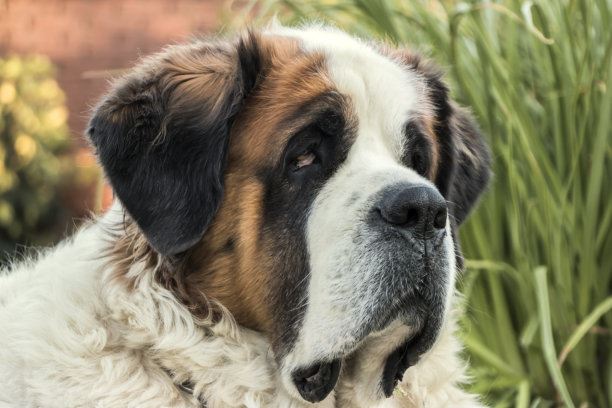 世界大型犬排名，最高可达到一米第二名进入禁养名单