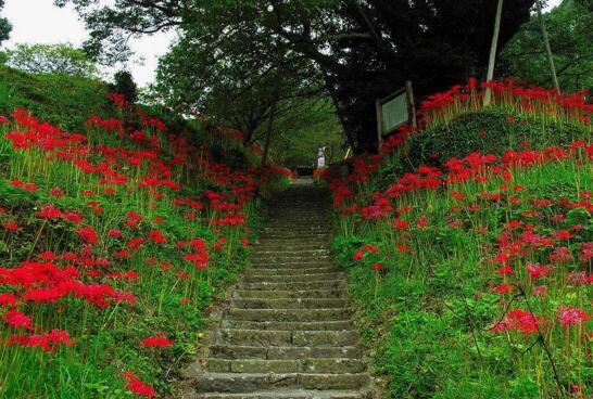 死人花开在墓地周围，鲜艳的血红色寓意死亡不详