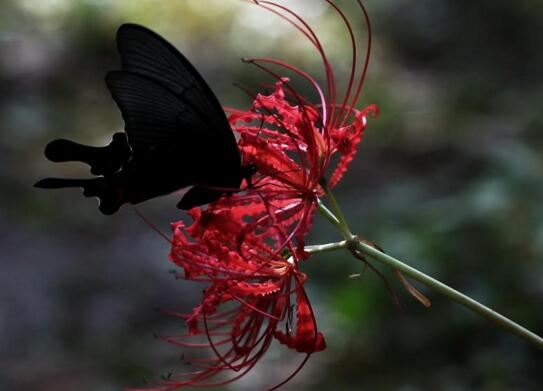 死人花开在墓地周围，鲜艳的血红色寓意死亡不详