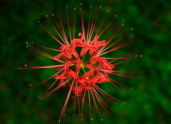 死人花开在墓地周围，鲜艳的血红色寓意死亡不详