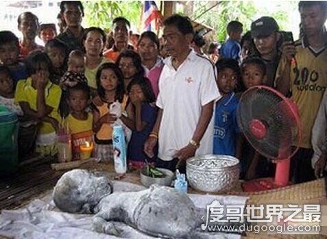 世界十大et外星人图片，证明外星人真的在地球上活动