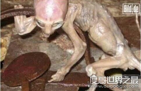 世界十大et外星人图片，证明外星人真的在地球上活动