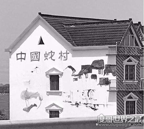 中国第一蛇村,多达300万条蛇(每天枕着上万条睡觉)