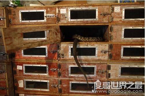 中国第一蛇村，多达300万条蛇(每天枕着上万条睡觉)