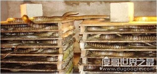 中国第一蛇村，多达300万条蛇(每天枕着上万条睡觉)