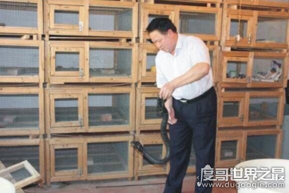中国第一蛇村,多达300万条蛇(每天枕着上万条睡觉)