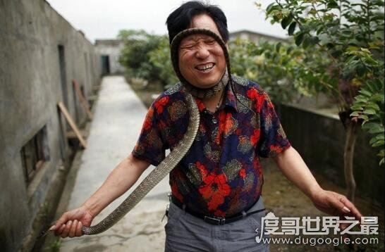中国第一蛇村，多达300万条蛇(每天枕着上万条睡觉)
