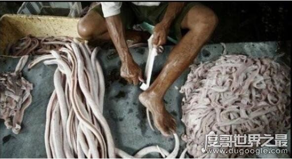 中国第一蛇村，多达300万条蛇(每天枕着上万条睡觉)