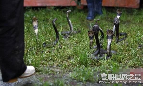 中国第一蛇村，多达300万条蛇(每天枕着上万条睡觉)